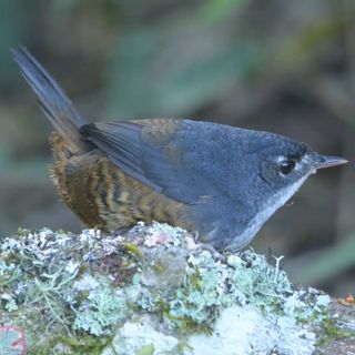 Macuquinho: o canto que reverbera na Mata Atlântica