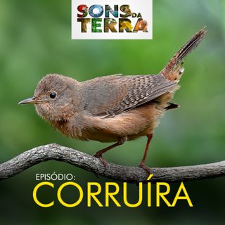 Corruíra: discreta na aparência e inconfundível pelo canto