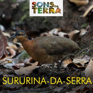 Sururina-da-serra: a voz única que ressoa na Amazônia