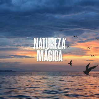 Som do Mar com Gaivotas • 1 hora