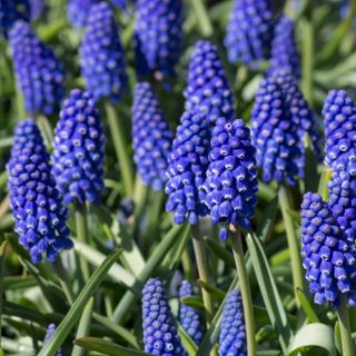 Hyacinth Bulbs for Fall Planting