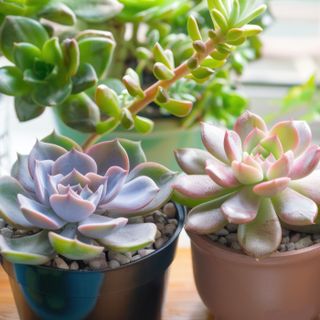 Neglectable Houseplants