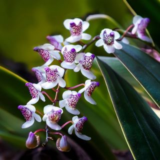Jewel Orchids as House Plants