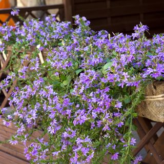 Annuals for Pots