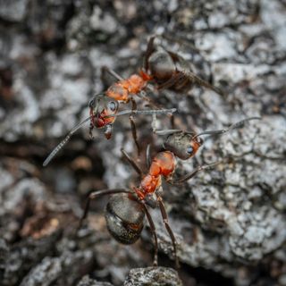 1001 Ultra Run Coach Patrick Durante on Automatic Negative Thoughts in runners