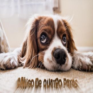 Foto da capa: Amigo de Quatro Patas