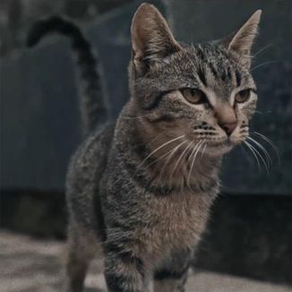 Foto da capa: Frio part. Sant, Tiago Mac