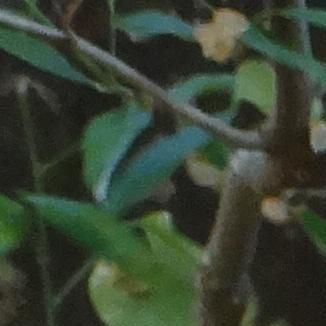 Foto da capa: BORBOLETA COLORIDA