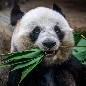 Foto da capa: Panda