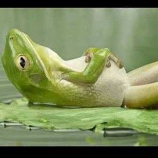 Foto da capa: Selva do sapão