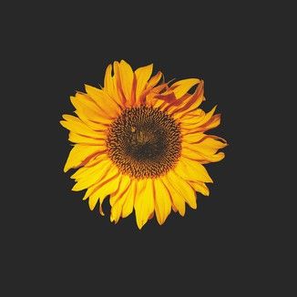 Foto da capa: Girassol