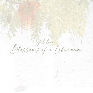 Foto da capa: Blossoms of a Laburnum