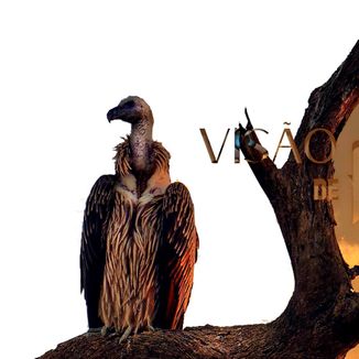 Foto da capa: VISÃO DE ABUTRE