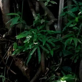 Foto da capa: Tudo O Que Estava Preso Na Garganta