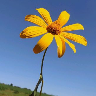 Foto da capa: Não Tem Outra Igual
