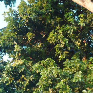 Foto da capa: Gospel nosso