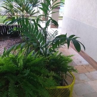 Foto da capa: Orquídeas - Alex Sinagoga