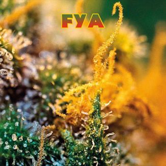 Foto da capa: Fya