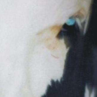 Foto da capa: Vaqueiro