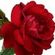 Imagem de perfil de jessica
