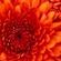 Imagem de perfil de marcele xxxx
