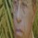 Imagem de Son Moreno