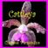 Imagem de Cattleya