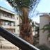Avatar de Palmera de Alambre