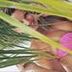Avatar de kerollyn arruda