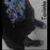 Avatar de Tavii. BarretoPereira