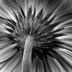 Avatar de Flor de Amor