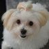 Avatar de Cindy Lauper