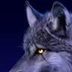 Avatar de lobo gamer vvyui