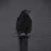 Avatar de dark soul