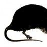 Raticida