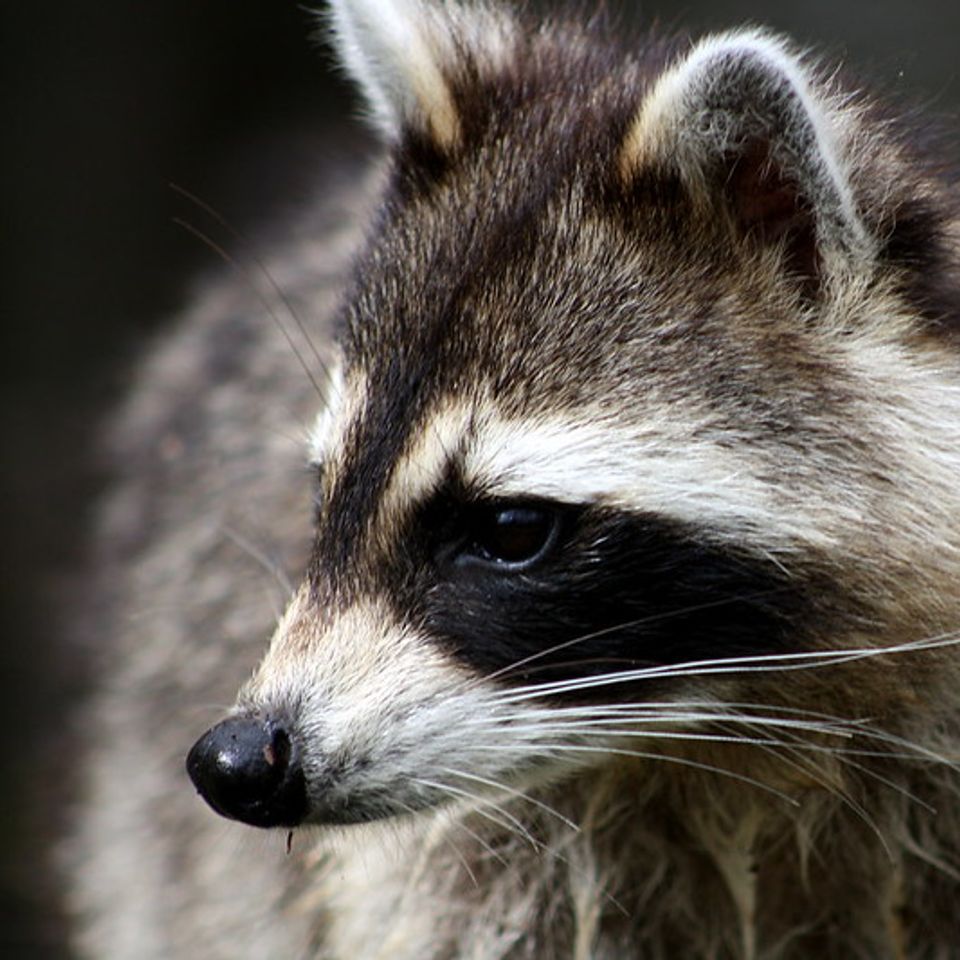 Raccoons in Europe