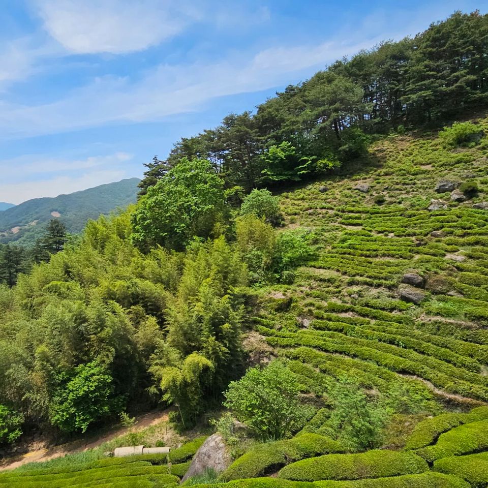 Balhyocha, A Uniquely Korean Tea