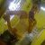 Ronaldo lopes