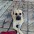 Cesar Junior Almeida