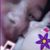 Jamile Barreto