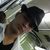 nelio fernandes