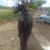 Juceps Cesar