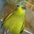 Myrna -