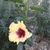 Rick Pimentel