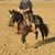 Doma e Treinamento de cavalos