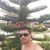 Marco Suel da Silva Da Silva