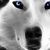 WOLF WHITE