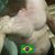 hugo souza