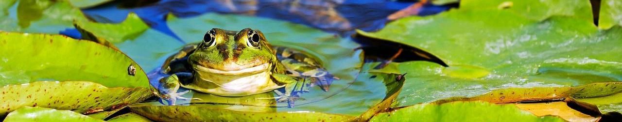 Imagem de capa de Cantaniño