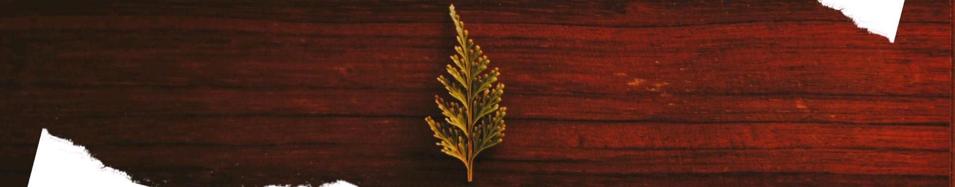 Imagem de capa de Eduardo Kayenzi